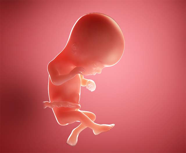 К началу 17-ой недели головка малыша может вырасти до 32 мм, грудная клетка - до 31,9 мм, живот - до 31 мм. Толщина плаценты достигнет отметки +/-18,5 мм.