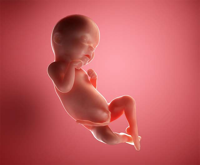 К 31 –й недели беременности плод значительно вырастает. Его вес достигает от 1,5 кг. Во время каждой последующей недели масса ребенка увеличивается на 200 грамм. Растет и диаметр головы (достигает в объеме 77,8 мм), а также объемы грудной клетки и живота (80 и 82,1 мм соответственно).