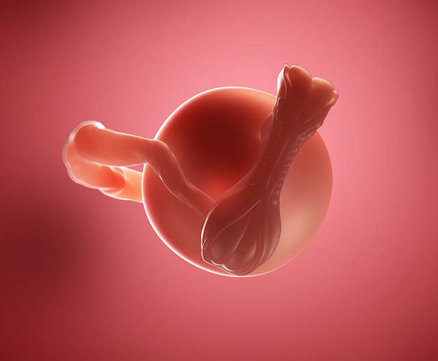 Это ранняя стадия формирования эмбриона. Яйцеклетка или зигота была оплодотворена и начала делиться. Прошло 3 суток и она уже считается морулой, на 4 сутки она увеличилась, её называют бластоцистой. Тем, кто не знает медицинских терминов, расшифровывают, что в маточную оболочку внедрилась бластоцита, а не яйцеклетка-зигота, как они думали.