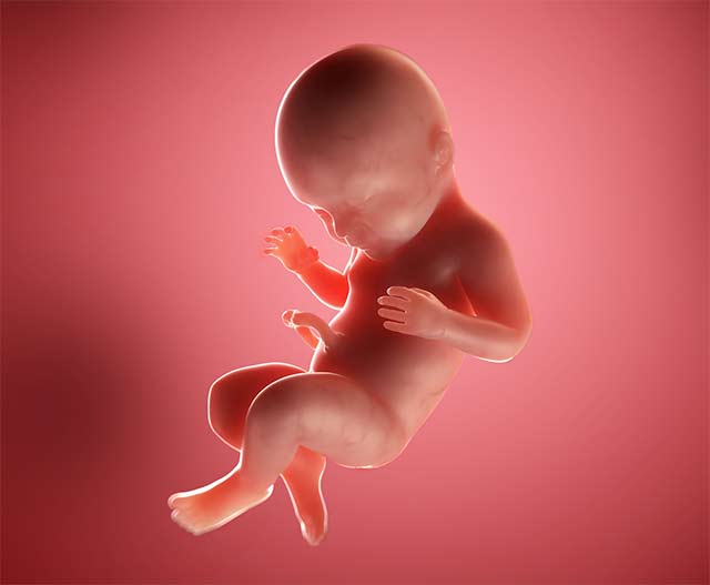 Ребенок уже готов к рождению. Его органы и системы полностью сформированы и готовы самостоятельно работать. Вес плода на 41 неделе беременности составляет в среднем 3,5 килограммов, а рост – 53 см. Эти показатели зависят от наследственности и иных факторов.