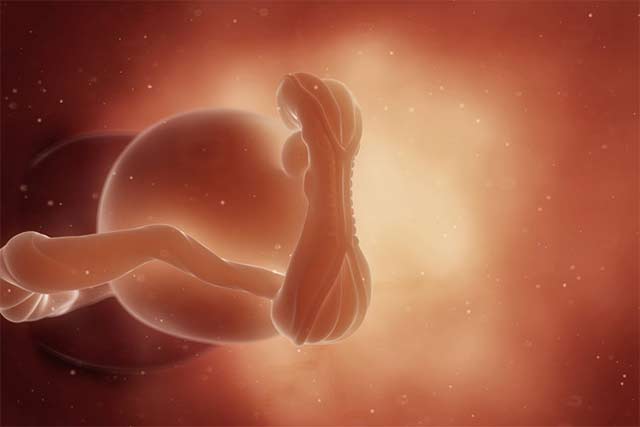Когда говорят, что идёт 5 неделя беременности, подразумевают, что зародыш образовался 2 недели назад. Он вырастает на 3 неделе. У него ворсинчатая оболочка и в неё один за другим врастают капилляры. Уже не нужно разрушать маточные ткани, питание, с кислородом можно получать прямо из маминой крови.