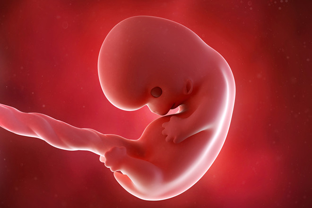 Пол эмбриона уже определен. Начинают проявляться мужские или женские признаки. Y-хромосома дает сигнал к формированию яичек, предстательной железы, мочеиспускательного канала соответствующего типа и других органов. Если маленький человек – девочка, то в восемь недель у неё развиваются яичники.