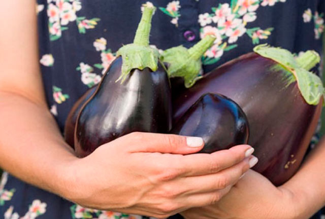 eggplant pri beremennosti